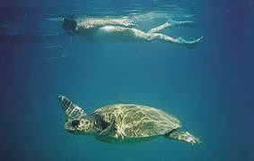 turtles